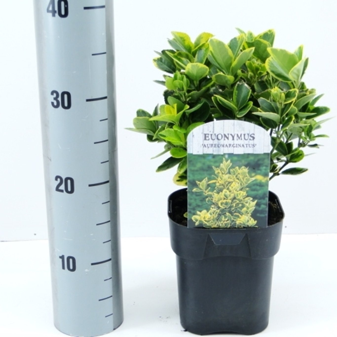 Euonymus jap. 'Aureomarginatus' - C2